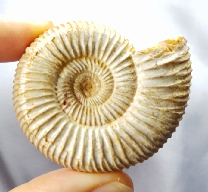 화이트 암모나이트