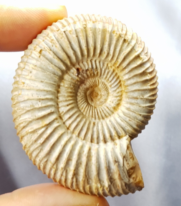 화이트 암모나이트