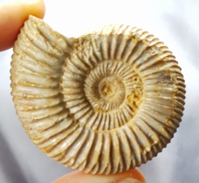 화이트 암모나이트