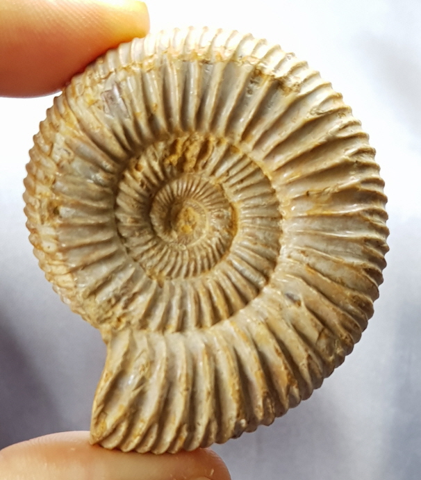 화이트 암모나이트