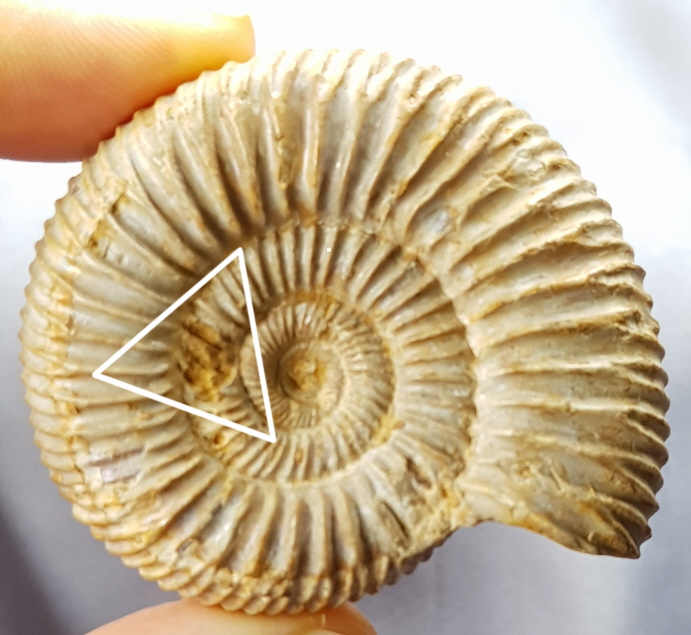 화이트 암모나이트