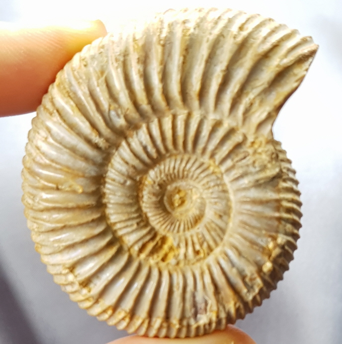 화이트 암모나이트