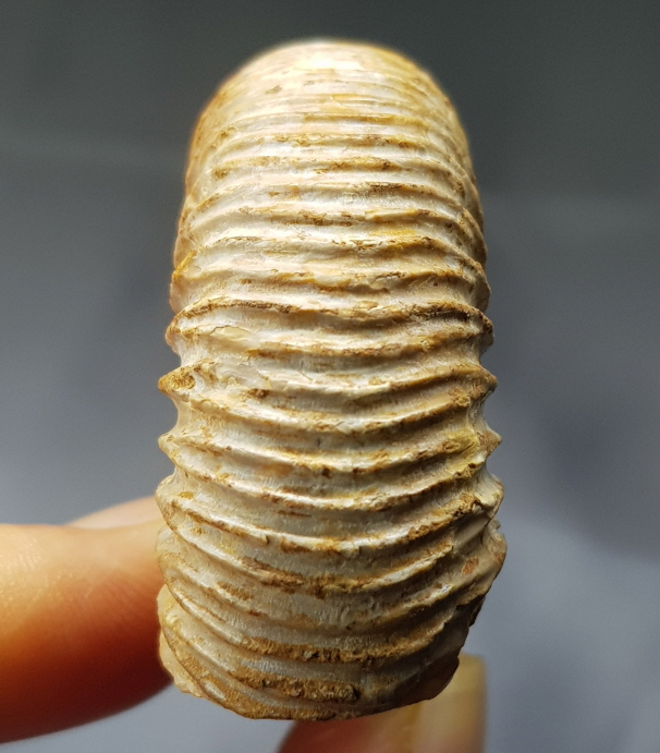 화이트 암모나이트