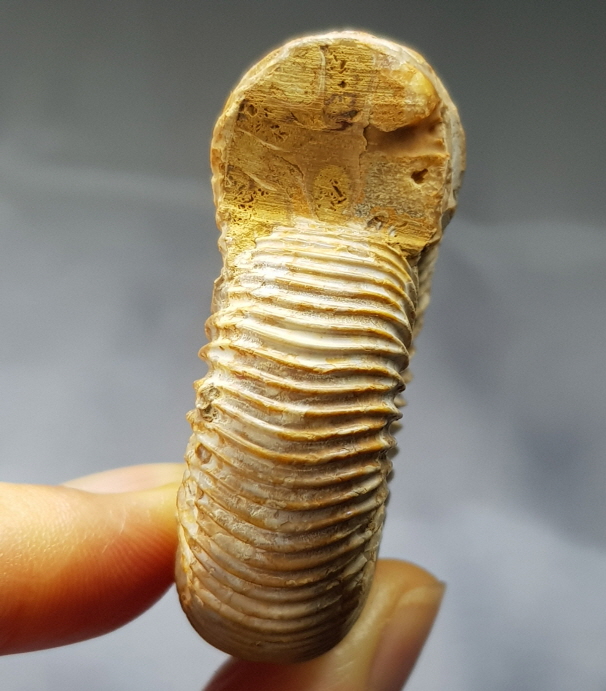 화이트 암모나이트