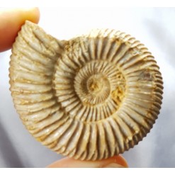 화이트 암모나이트