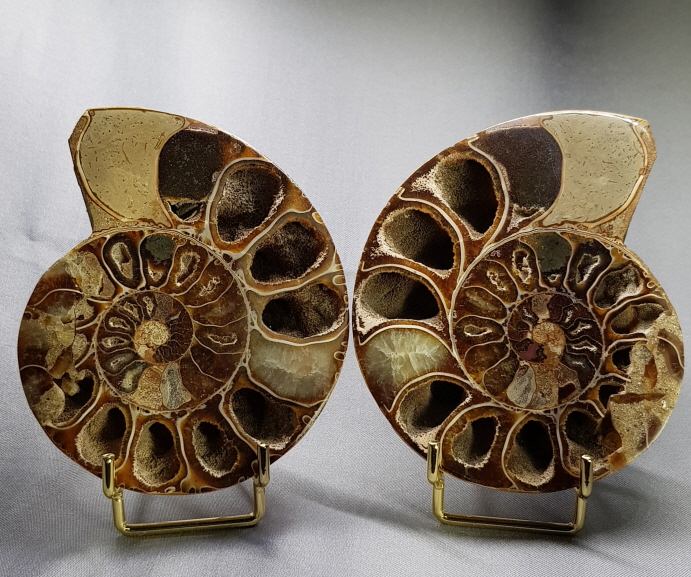 암모나이트 화석  한쌍