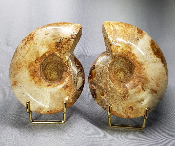 암모나이트 화석  한쌍