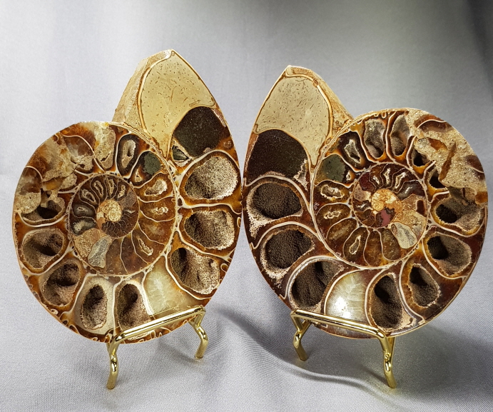 암모나이트 화석  한쌍