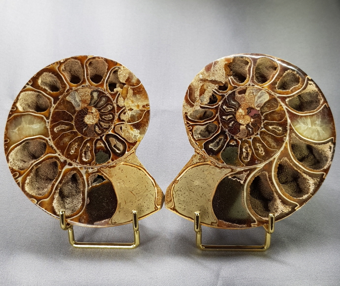 암모나이트 화석  한쌍