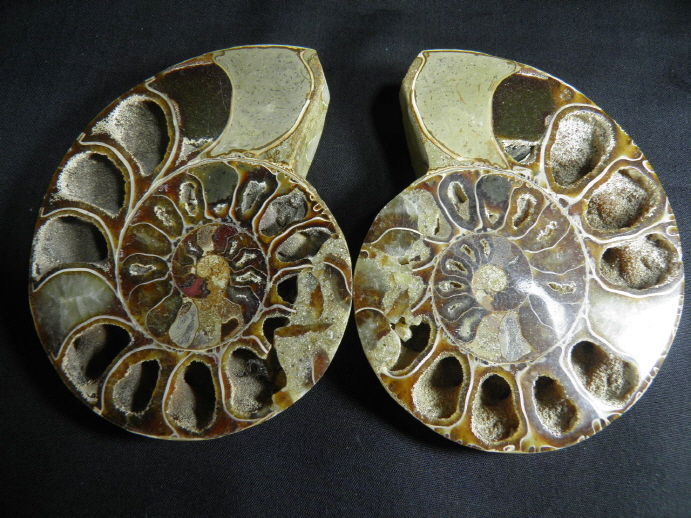 암모나이트 화석  한쌍