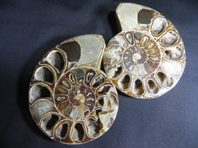 암모나이트 화석  한쌍