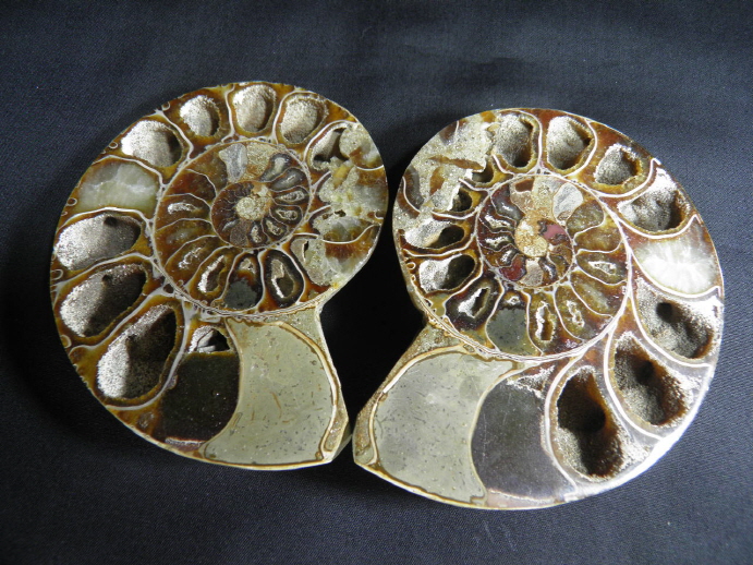 암모나이트 화석  한쌍