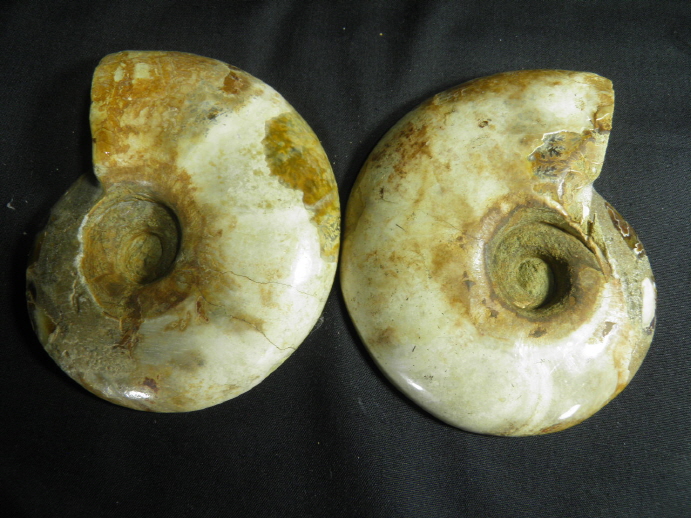 암모나이트 화석  한쌍