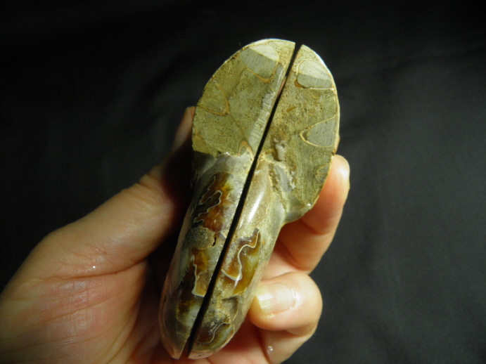 암모나이트 화석  한쌍