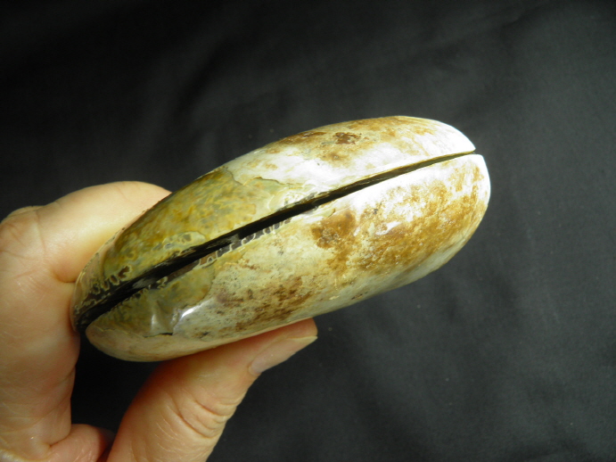 암모나이트 화석  한쌍