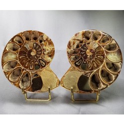 암모나이트 화석  한쌍