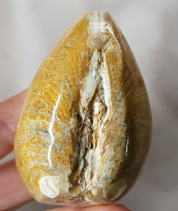 아프리카 조개 화석