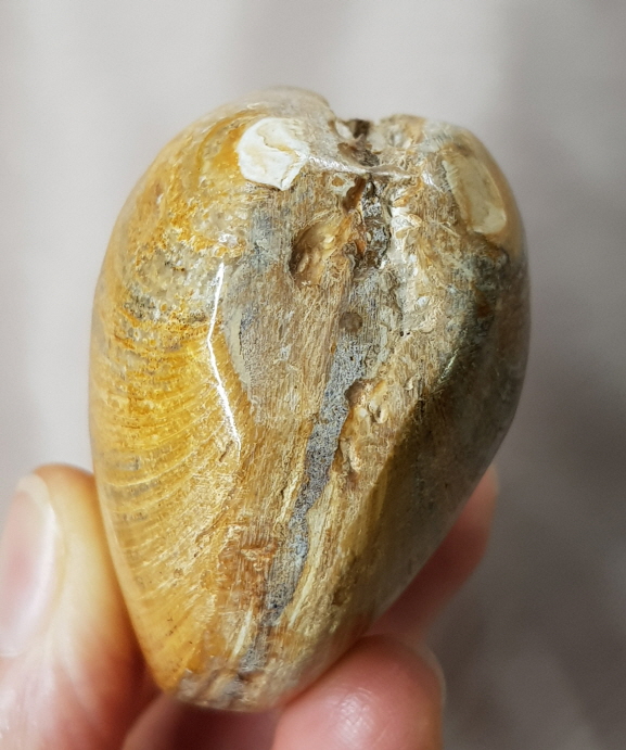 아프리카 조개 화석