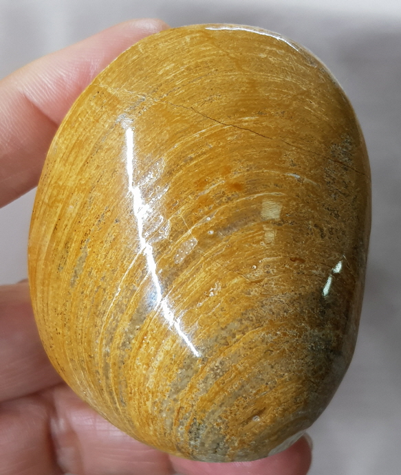 아프리카 조개 화석