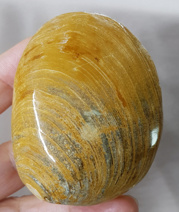 아프리카 조개 화석