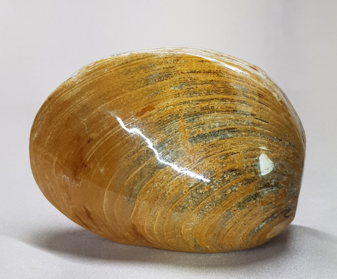 아프리카 조개 화석