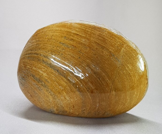 아프리카 조개 화석