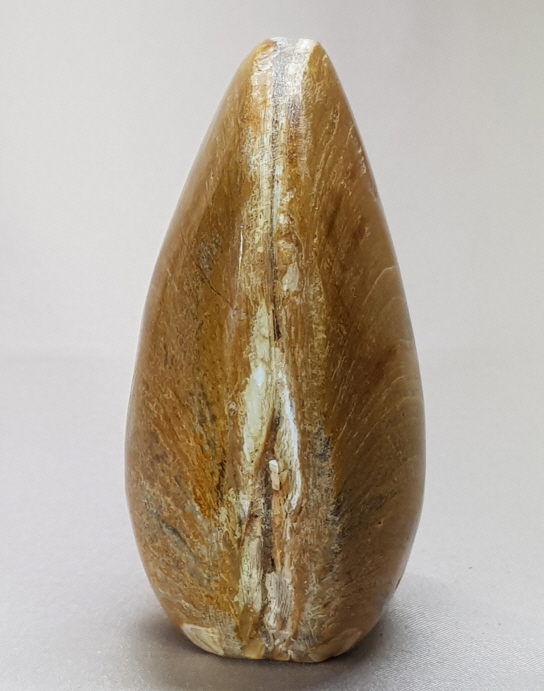 아프리카 조개 화석