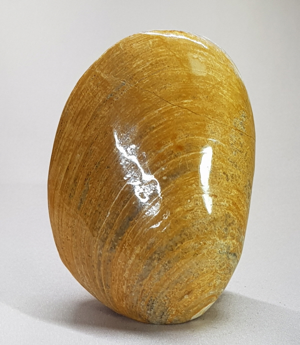 아프리카 조개 화석