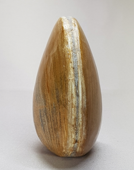 아프리카 조개 화석