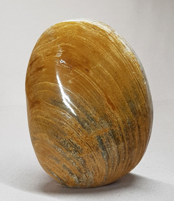 아프리카 조개 화석