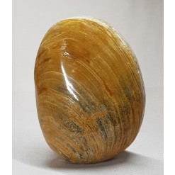 아프리카 조개 화석