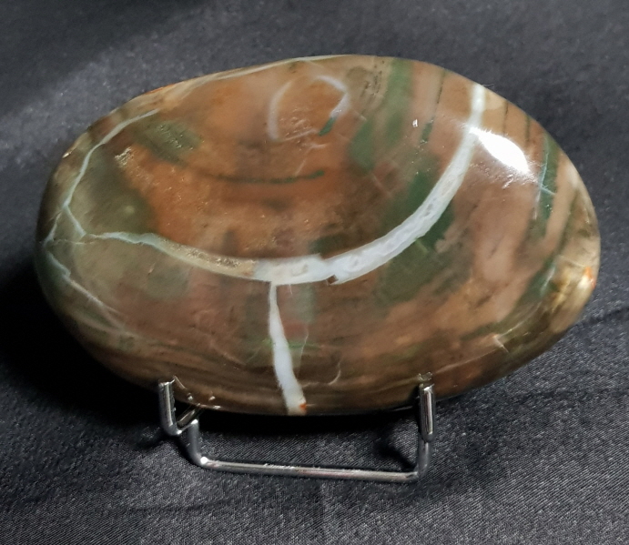 규화목( 나무 화석)