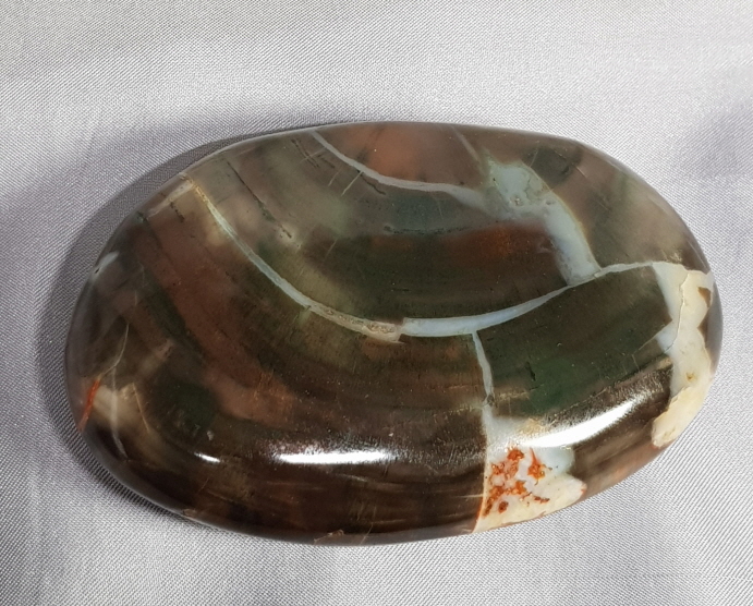 규화목( 나무 화석)