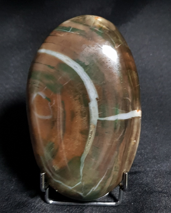 규화목( 나무 화석)