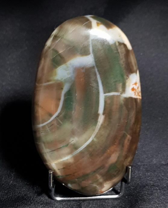 규화목( 나무 화석)