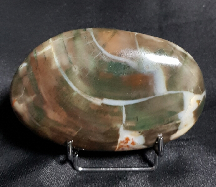 규화목( 나무 화석)