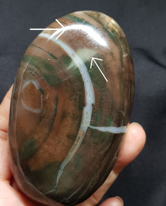 규화목( 나무 화석)