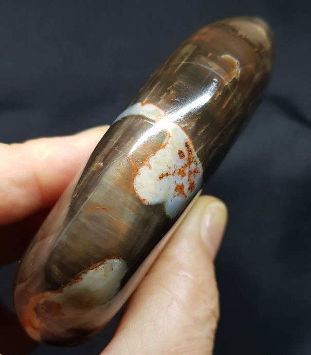 규화목( 나무 화석)