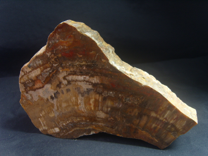 규화목(나무화석 수정 )소품