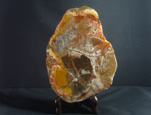 나무화석 (규화목) 판