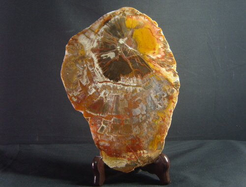 나무화석 (규화목) 판