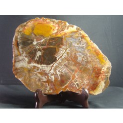 나무화석 (규화목) 판