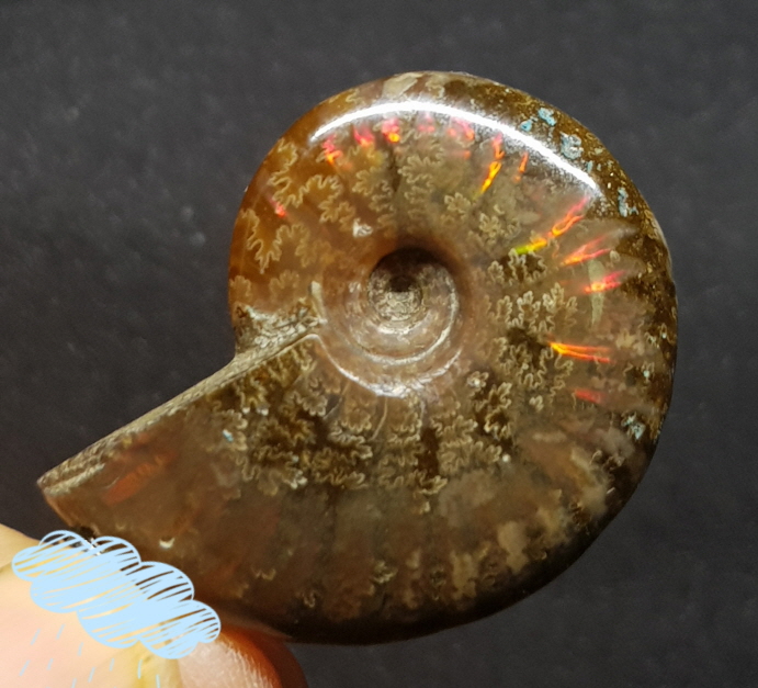 암몰라이트 화석펜던트