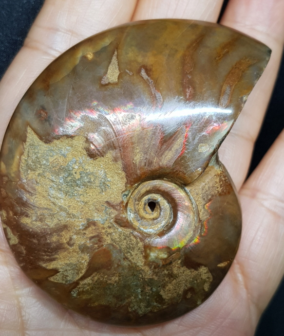 암몰라이트화석