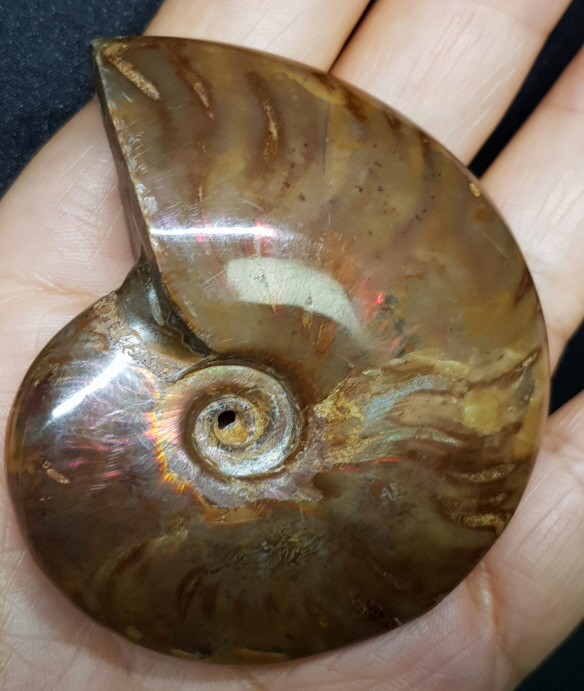 암몰라이트화석