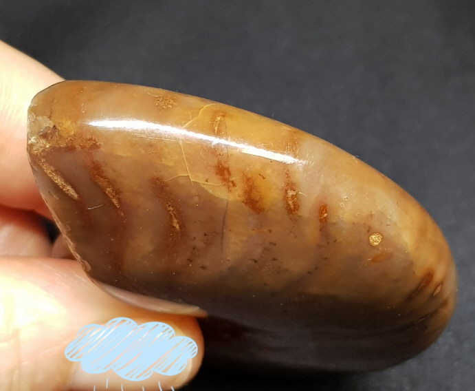 암몰라이트화석