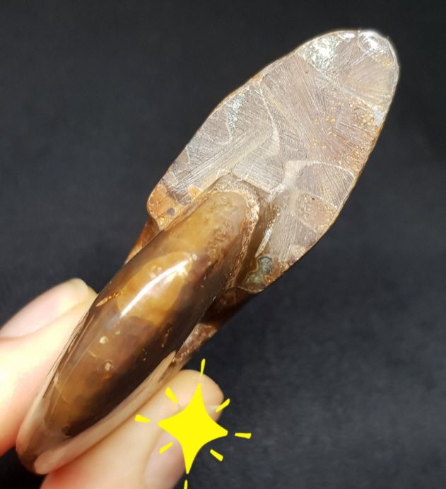 암몰라이트화석