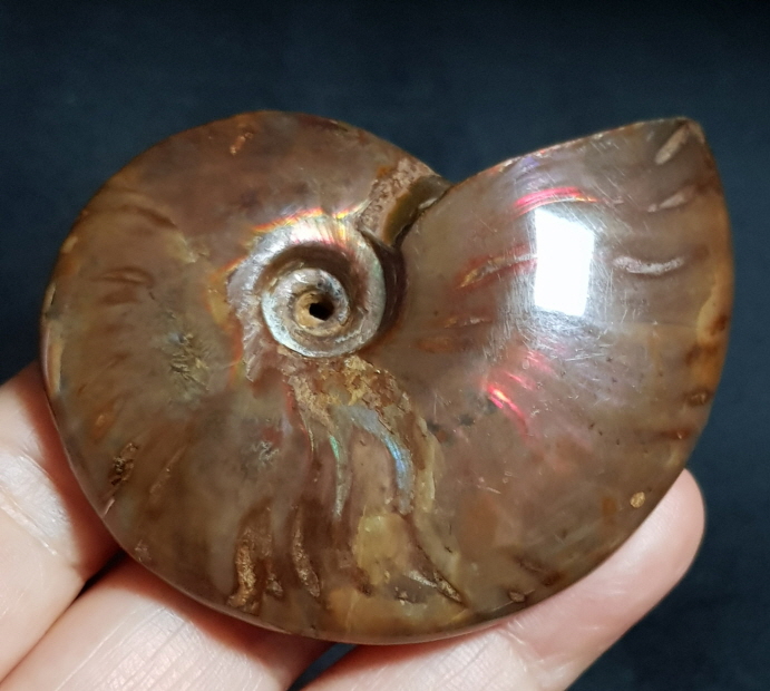 암몰라이트화석