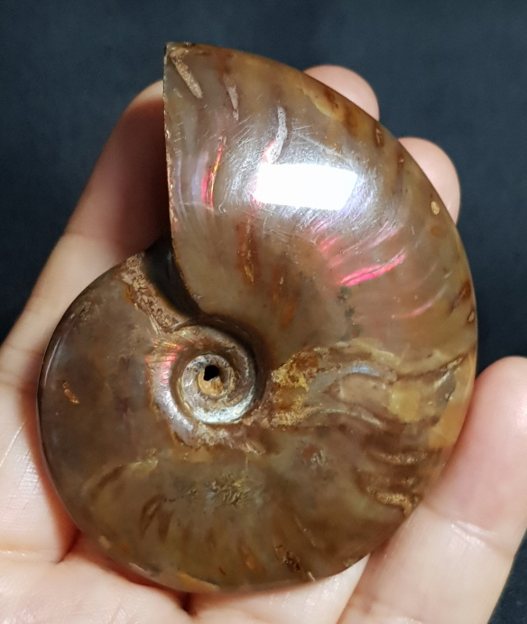 암몰라이트화석