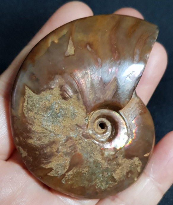 암몰라이트화석